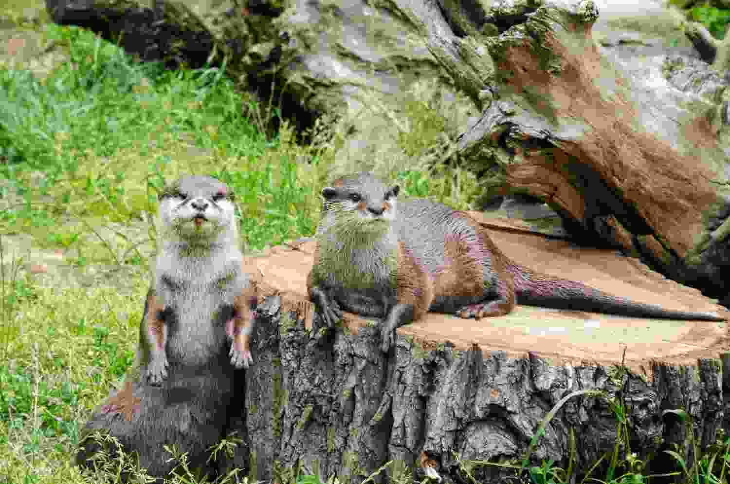 Fünf süße Zwergotter im Berliner Tierpark erblicken das Licht der Welt