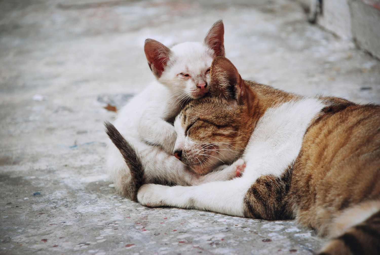 22 Katzen aus verwahrloster Berliner Wohnung gerettet